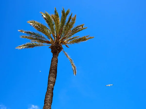 Kokos Palm på en vacker strand — Stockfoto