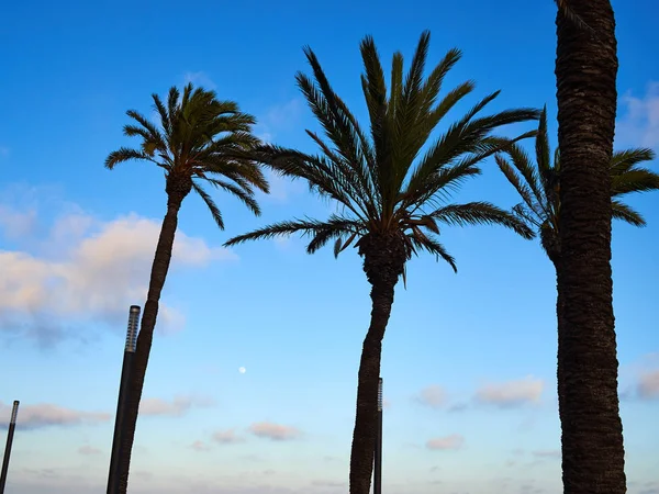 Пальмовые кокосовые деревья на красивом пляже — стоковое фото