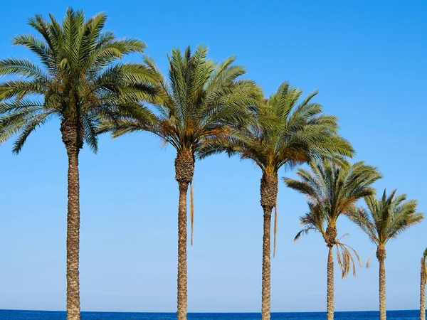 Palmen Kokospalmen an einem schönen Strand — Stockfoto