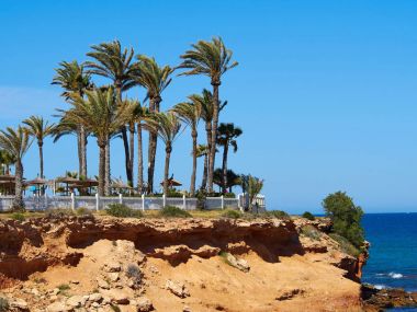 Güzel bir kumsal palmiye Hindistan cevizi ağaçlarının