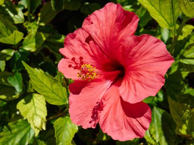 Güzel kırmızı çiçek açan Hibiscus çiçek 