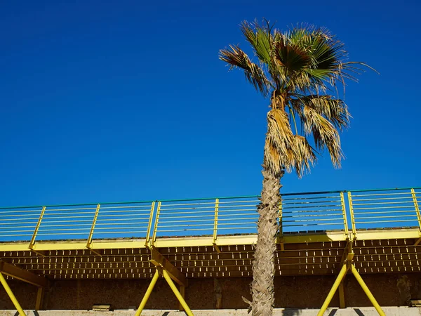 Kokosnoot palmbomen op een prachtig strand loopbrug — Stockfoto