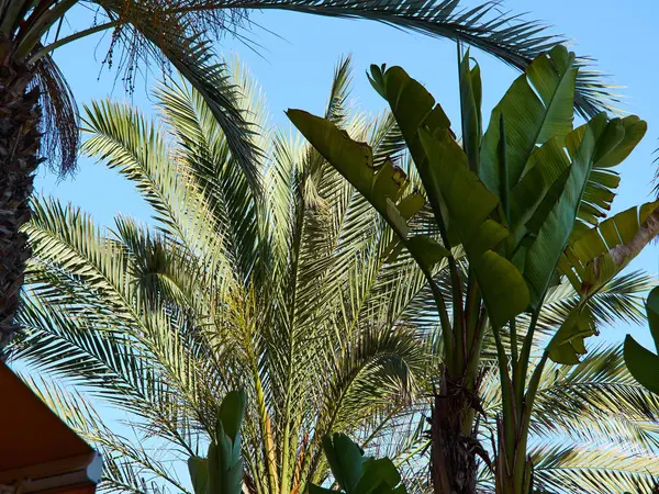 Palm kokosnoot bomen in een mooie strandrestaurant — Stockfoto