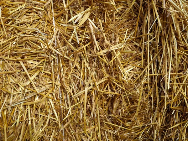 Hay fardo apilar grano de cultivo en un campo — Foto de Stock