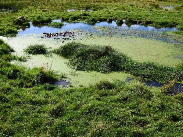 野生の沼地の沼地 — ストック写真