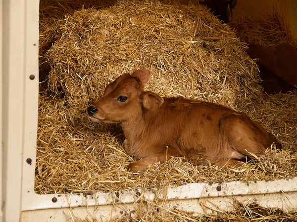 Onlangs geboren kalf baby koe — Stockfoto