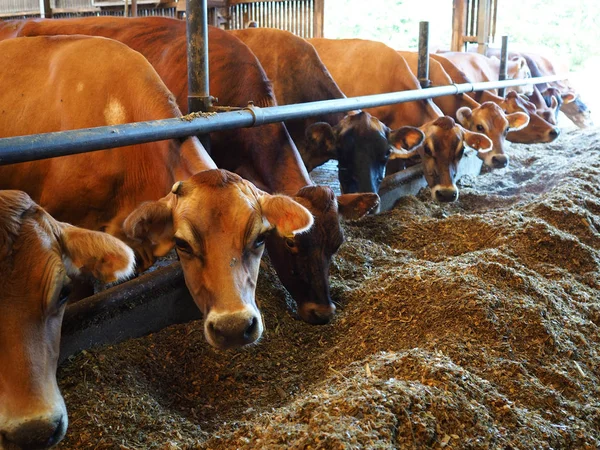 Moderne boerderij stal met koeien — Stockfoto