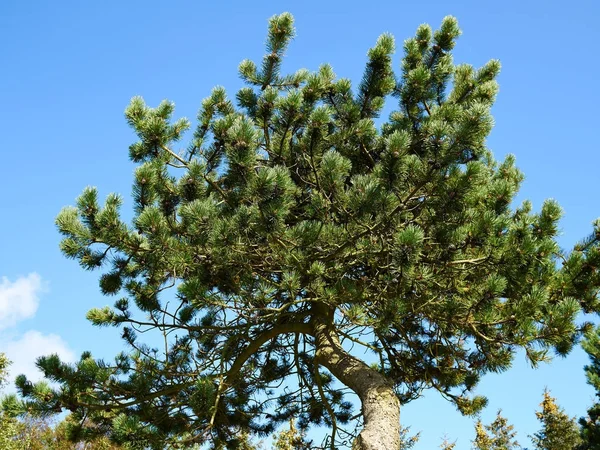 Young pine tree out in nature — Stock Photo, Image