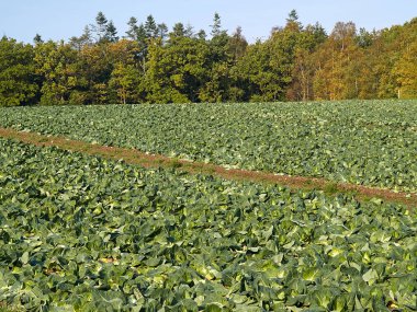 Organik taze yetişkin lahana alan