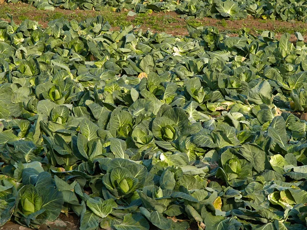 Organik taze yetişkin lahana alan