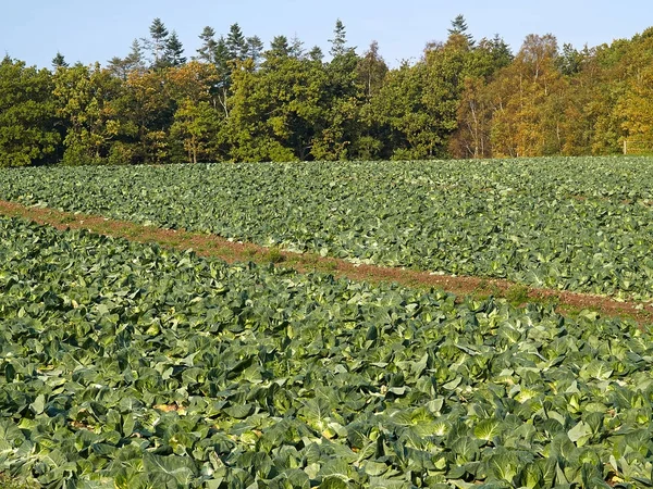 Organik taze yetişkin lahana alan