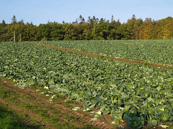 Organik taze yetişkin lahana alan