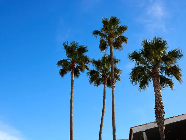 Palm coconut trees on a beautiful beach — Stock Photo, Image