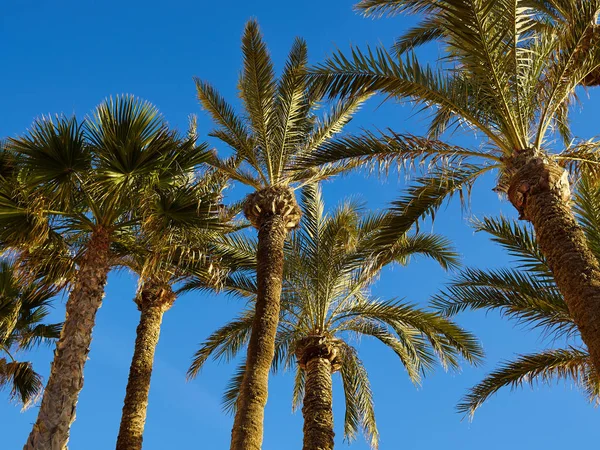 Palm coconut trees on a beautiful beach — Stock Photo, Image