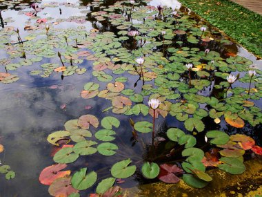 Su birikintisi Sarona alan Tel Aviv İsrail ortasında