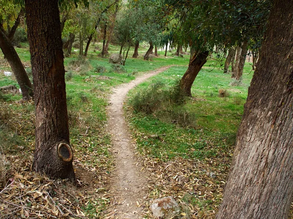 Typical Mediterranean forest on the hills — Stock Photo, Image