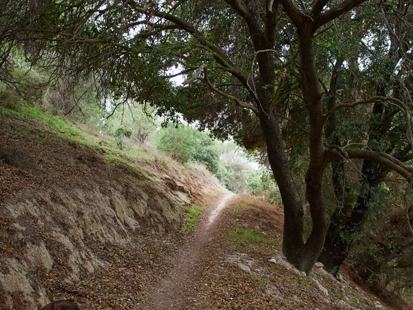 Typische mediterrane bossen op de heuvels — Stockfoto