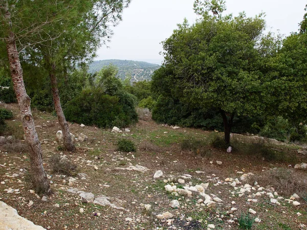 Forêt méditerranéenne typique sur les collines — Photo