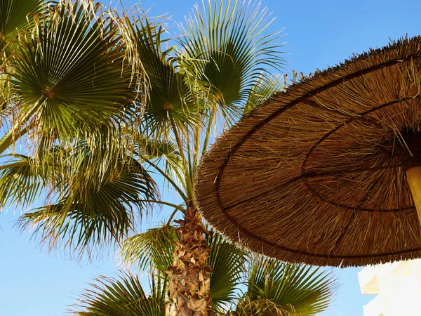 热带的海滩上的遮阳伞 — 图库照片