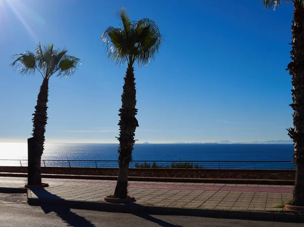 Palm tree van de kust strand Costa Blanca Spain — Stockfoto