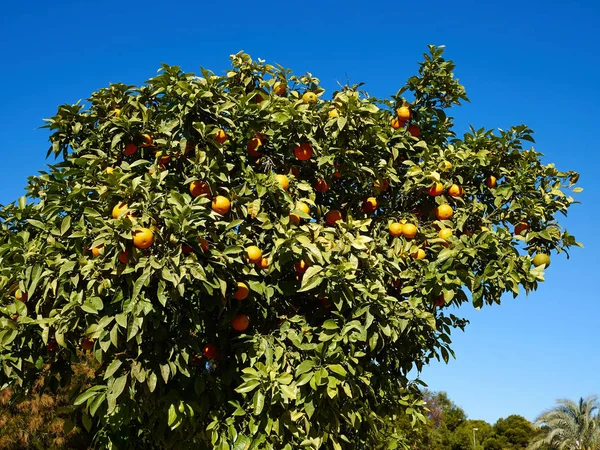 Pomarańczowe drzewa w farmie — Zdjęcie stockowe