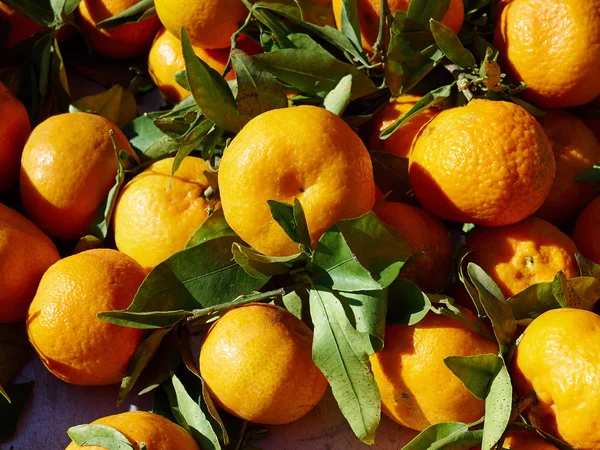 Naturalne, świeżo zebranych mandarynkowy Tangerine Clementine awokado f — Zdjęcie stockowe