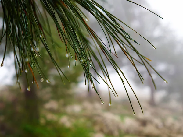 Chuva de água gotas de orvalho em agulhas de pinheiro — Fotografia de Stock