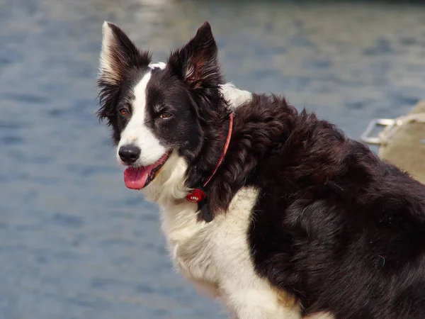 Gyönyörű fiatal shpherd Border Collie kutya Stock Kép