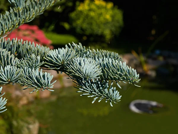 松の木の枝と針 — ストック写真