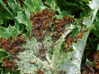 Tırtıl Çam İşlemcisi Thaumetopoea Pityokamppa Yakındaki yeşil bir fabrikada