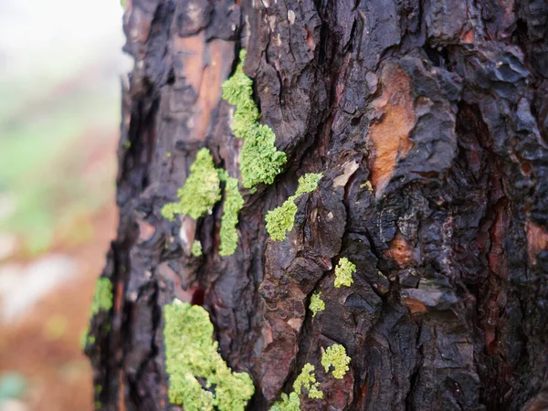 Groen Mos Een Natte Pijnboom Groot Woud Natuur Bacground Afbeelding — Stockfoto