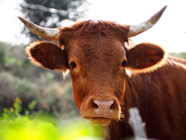 Biologische Landbouw Koeien Grazen Een Groen Veld Weide Natuur — Stockfoto