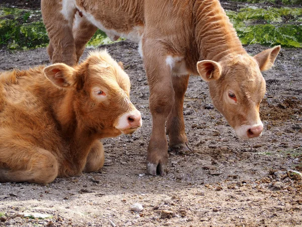 自然の中で緑の草原牧草地に放牧牛の有機農業 — ストック写真