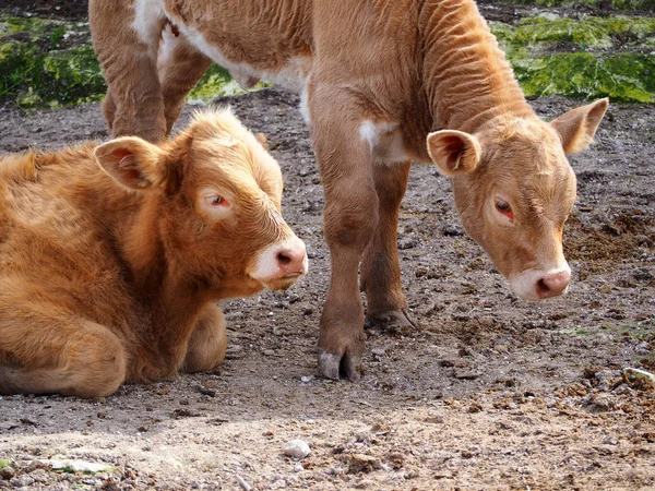 Vacas Agricultura Biológica Que Pastam Prado Campo Verde Natureza — Fotografia de Stock