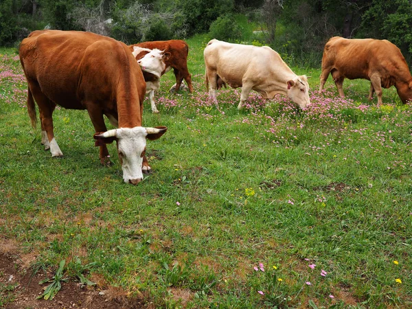 Βιολογική Γεωργία Αγελάδες Που Βόσκουν Ένα Λιβάδι Οικολογική Στη Φύση — Φωτογραφία Αρχείου