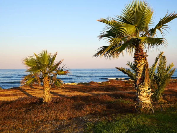 位于美丽海滩上的棕榈树塞浦路斯最受欢迎的暑假旅游目的地 — 图库照片