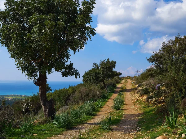 Prachtig Land Natuur Groen Heuvels Landschap Buurt Van Paphos Cyprus — Stockfoto
