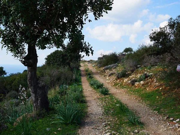 Paphos Yakınlarındaki Güzel Ülke Doğası Yeşil Tepeler Büyük Yaz Tatili — Stok fotoğraf