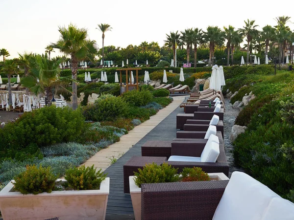 海辺のビーチ ヤシの木 リゾートホテルのサンベッド素晴らしい人気の夏の旅行休暇先 Elysium Hotel Paphos キプロス 2019年7月 — ストック写真