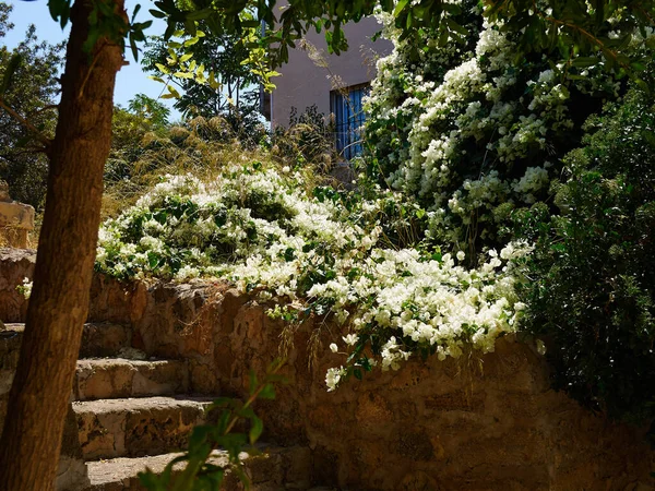 Kombinationen Konstgjorda Föremål Och Natur Den Vackra Kommunala Trädgårdar Paphos — Stockfoto