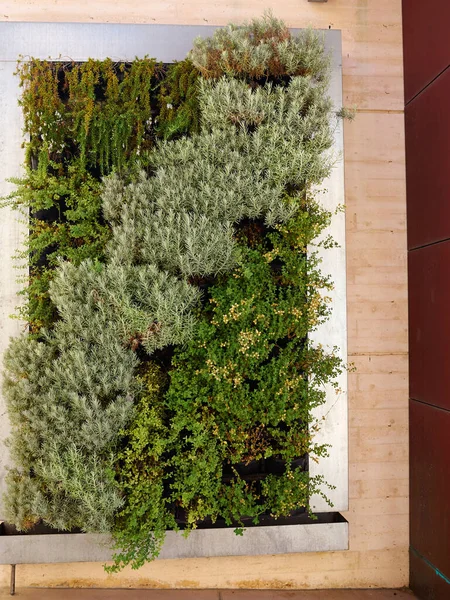 Creative Decorative Beautiful Vertical Garden Plants Wall Old Renovated Part — Stock Photo, Image