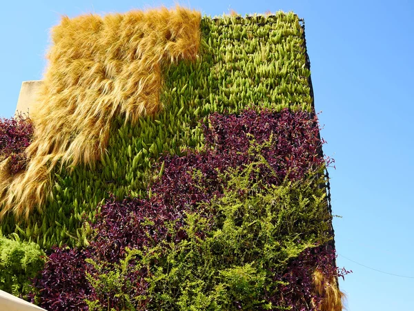 Kreativa Och Dekorativa Vackra Vertikala Trädgårdsväxter Vägg Den Gamla Renoverade — Stockfoto