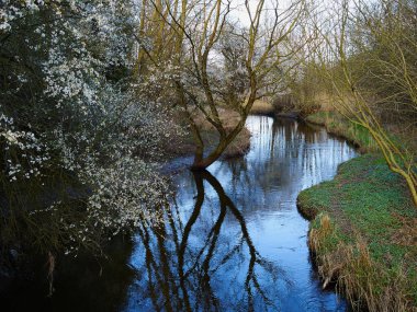 Yeşil yemyeşil bir orman arka planında küçük, güzel bir dere nehri.