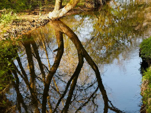 Piccolo Bellissimo Torrente Ruscello Fiume Verde Lussureggiante Foresta Natura Sfondo — Foto Stock