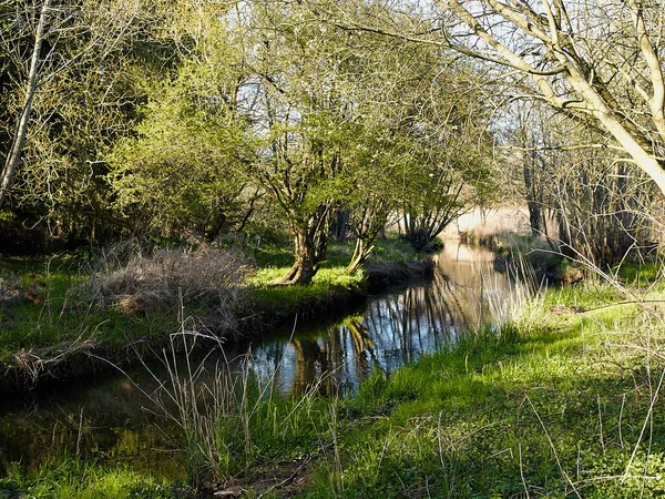 Pequeño Arroyo Hermoso Río Verde Bosque Exuberante Fondo Naturaleza —  Fotos de Stock