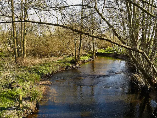 Μικρό Όμορφο Ρυάκι Ρυάκι Ποτάμι Ένα Καταπράσινο Δάσος Φύση Φόντο — Φωτογραφία Αρχείου