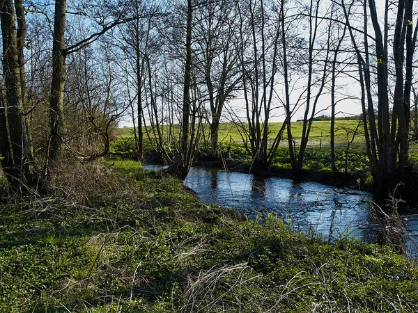Liten Vacker Bäck Ström Flod Grön Frodig Skog Natur Bakgrund — Stockfoto