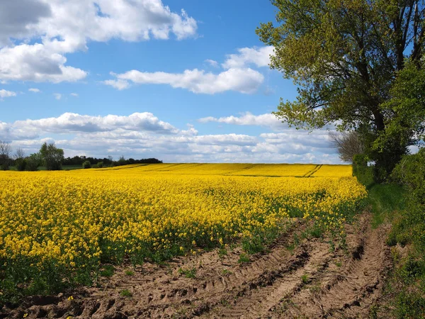 Fält Blommande Ekologiska Rapsfrön Blommor För Produktion Olja För Livsmedelsindustrin — Stockfoto