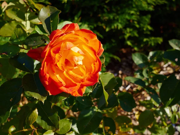庭で美しい新鮮な開花オレンジ色のバラの茂み 園芸の素晴らしい背景画像 — ストック写真