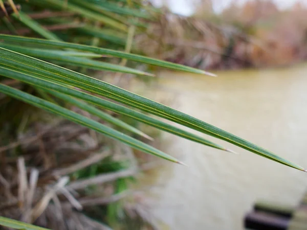 Зелений Водоймище Озеро Рослина Довгим Листям Великий Відкритому Повітрі Природа — стокове фото